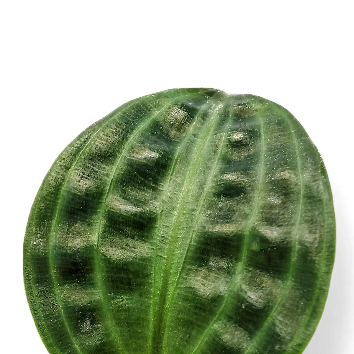 Geogenanthus poeppigii leaf detail on white background.