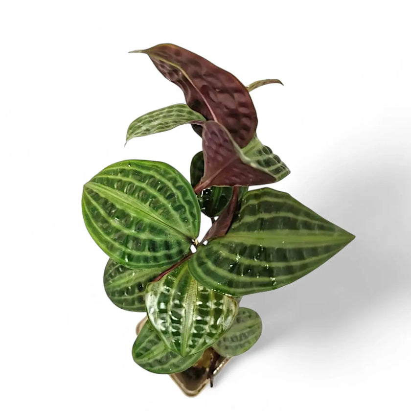 Geogenanthus poeppigii potted plant in nursery pot on white background.