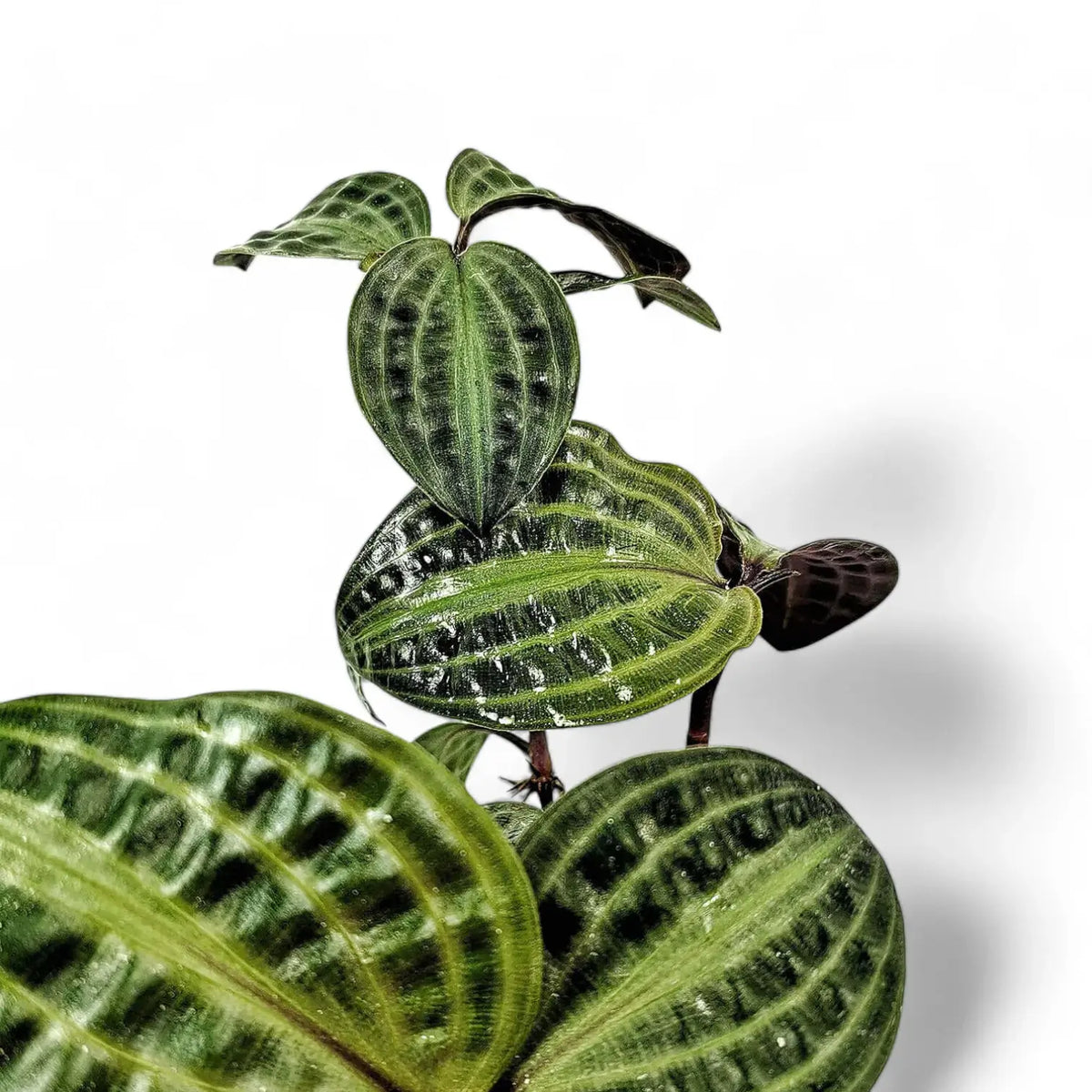 Geogenanthus poeppigii potted plant in nursery pot on white background.