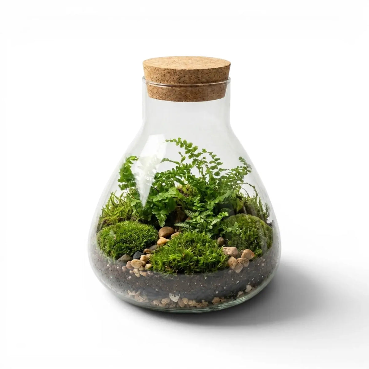 Glass terrarium Pyramide with plants and a cork lid on a white background