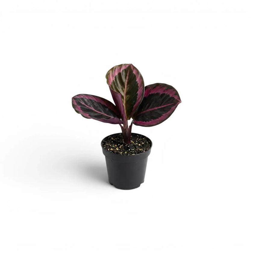 Goeppertia Princess Jessie, also Calathea, baby plant in a nursery pot.
