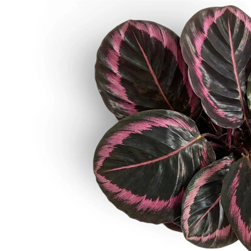 Goeppertia Princess Jessie, also Calathea, foliage close-up with patterned green leaves.