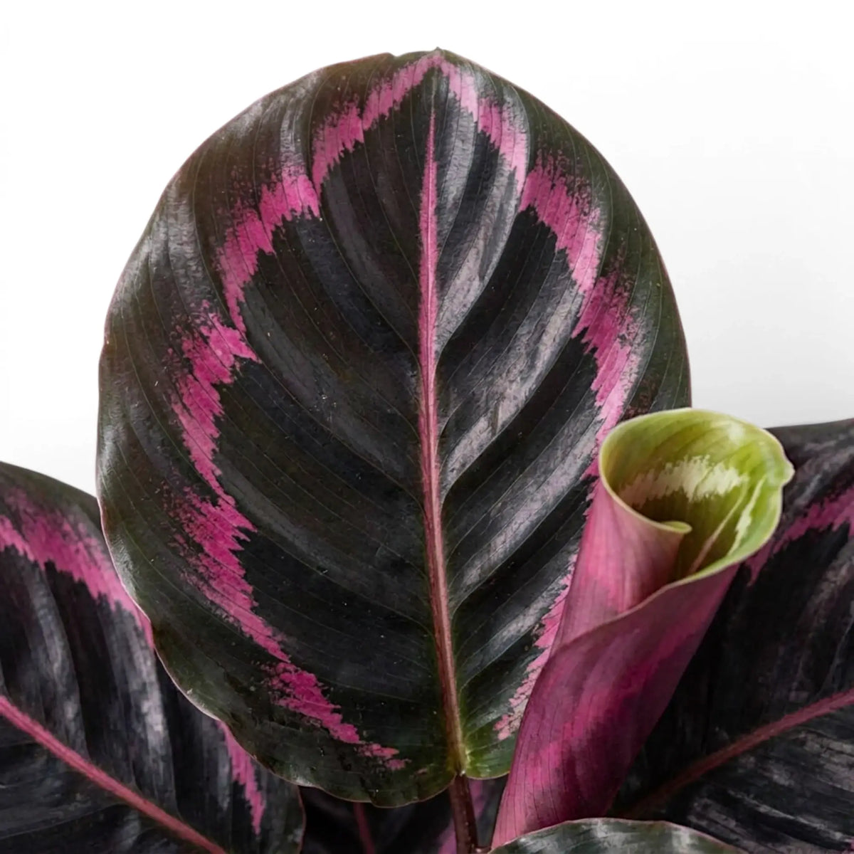 Goeppertia Princess Jessie, auch Calathea, Nahaufnahme mit gemusterten grünen Blättern.