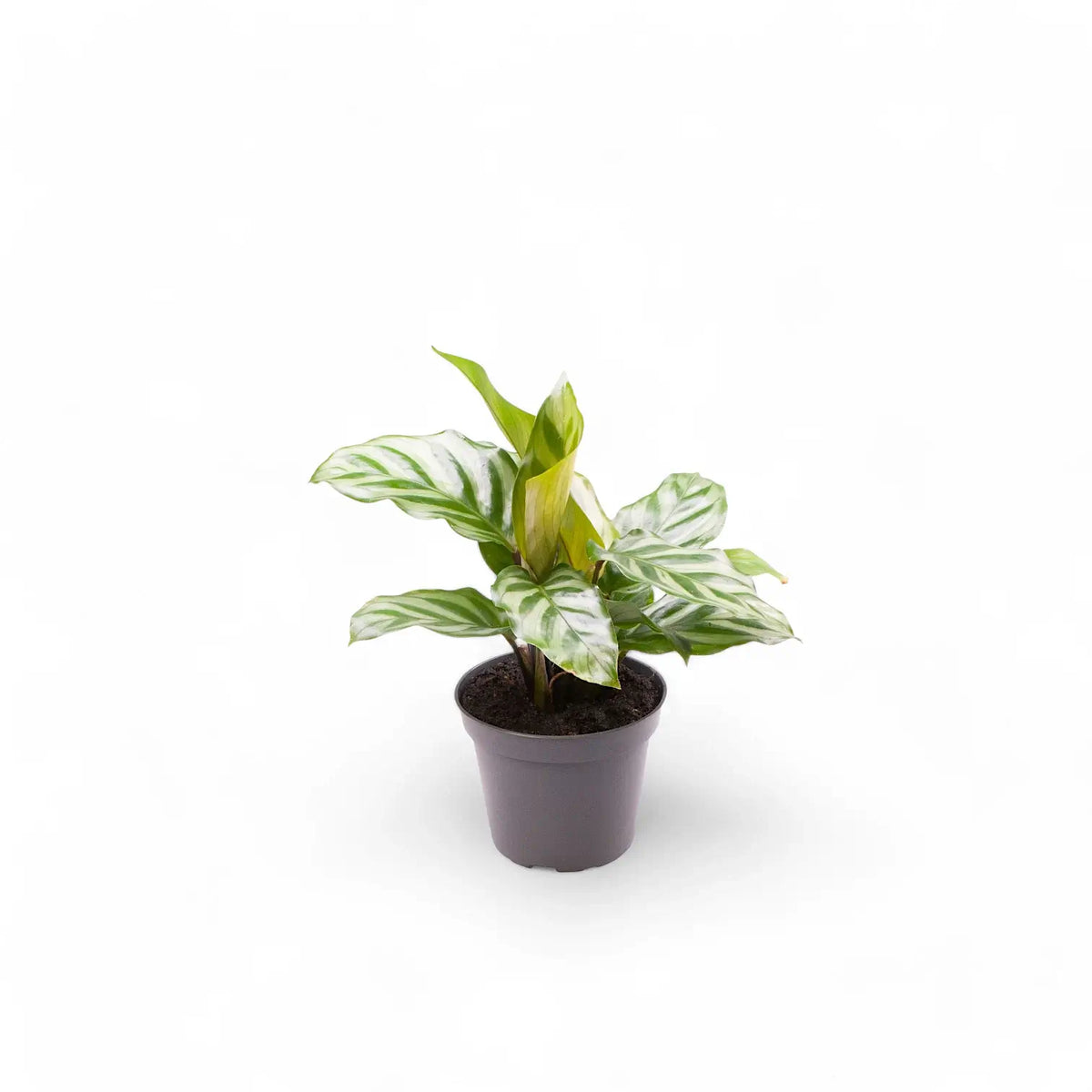 Goeppertia (Calathea) concinna 'Freddie' – Nahaufnahme eines Blatts vor weißem Hintergrund.