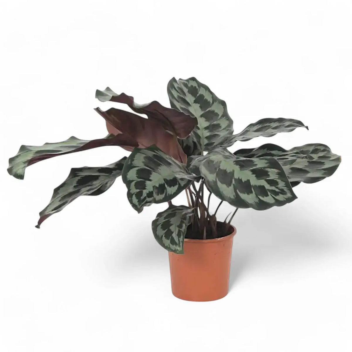 Goeppertia (Calathea) dressleri 'Helen Kennedy' – Topfpflanze im Kulturtopf vor weißem Hintergrund, Produktfoto 2.
