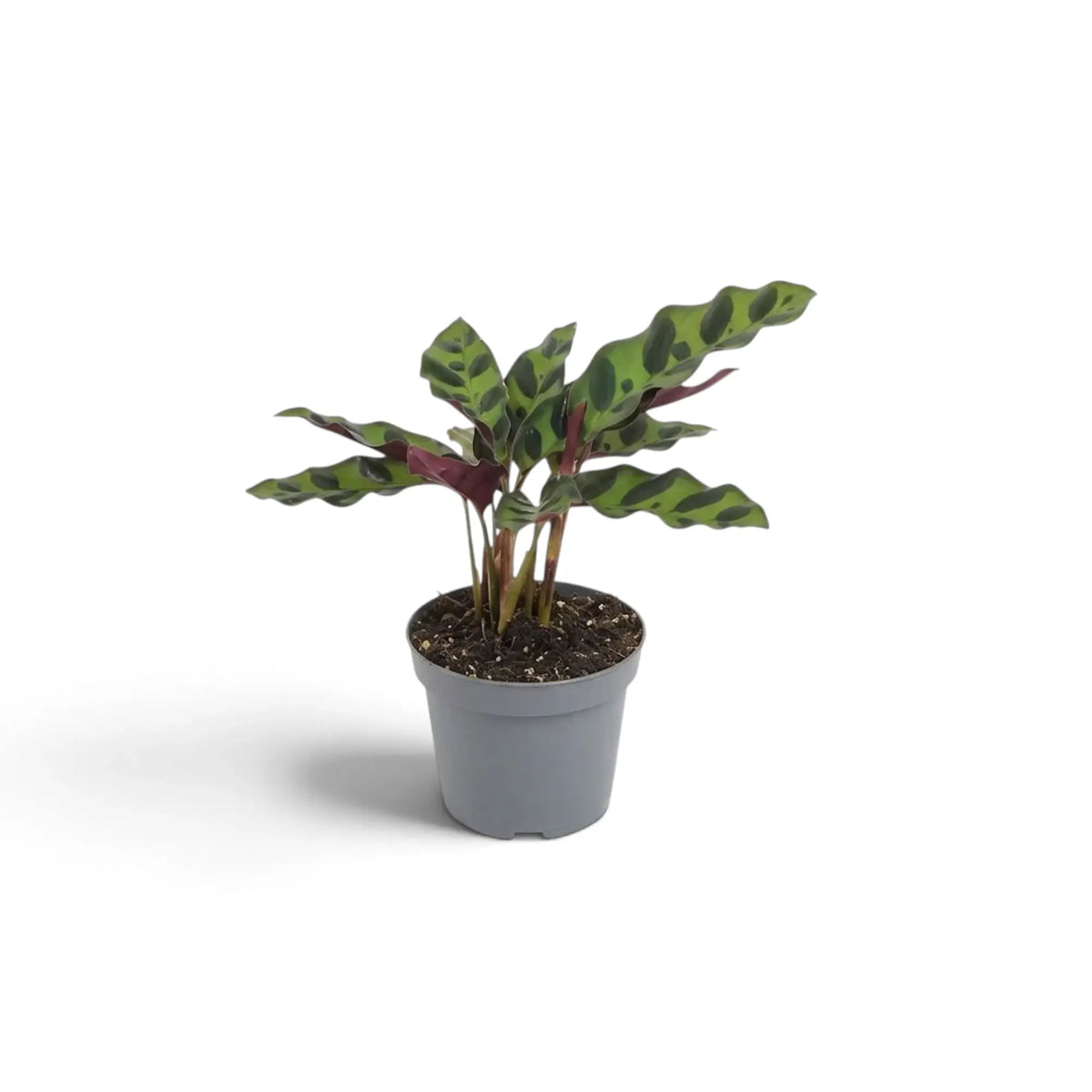 Baby Goeppertia insignis rattlesnake plant with narrow dark-spotted leaves in a grey pot