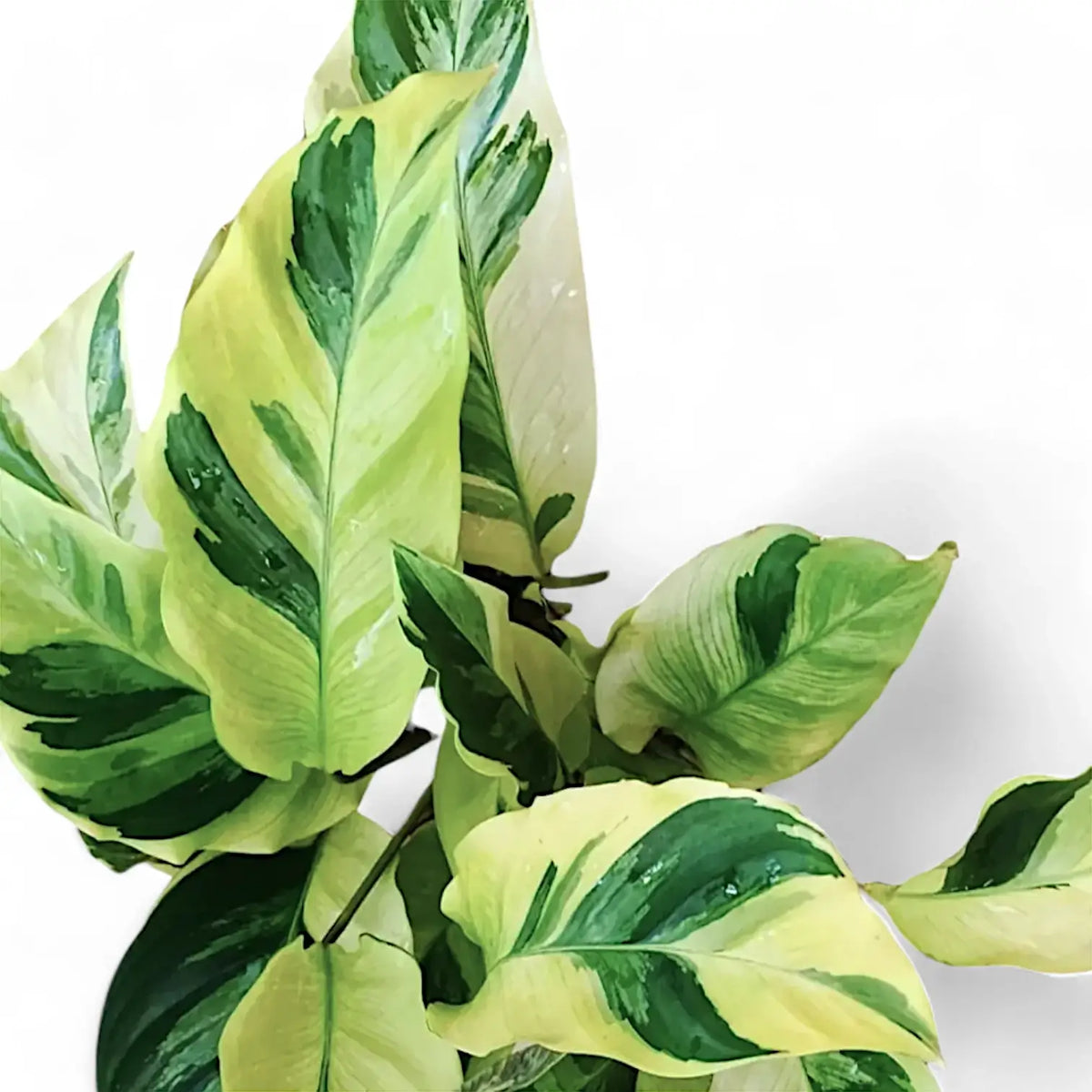 Goeppertia (Calathea) lietzei ‘Yellow Fusion’ ('Yellow Miracle') potted plant in nursery pot on white background.