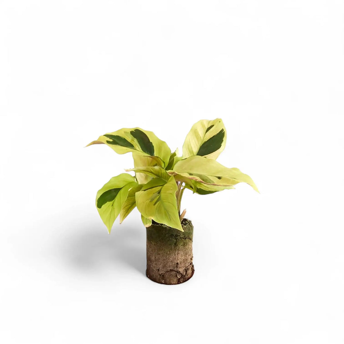Goeppertia (Calathea) lietzei ‘Yellow Fusion’ ('Yellow Miracle') – Topfpflanze im Kulturtopf vor weißem Hintergrund, Produktfoto 2.