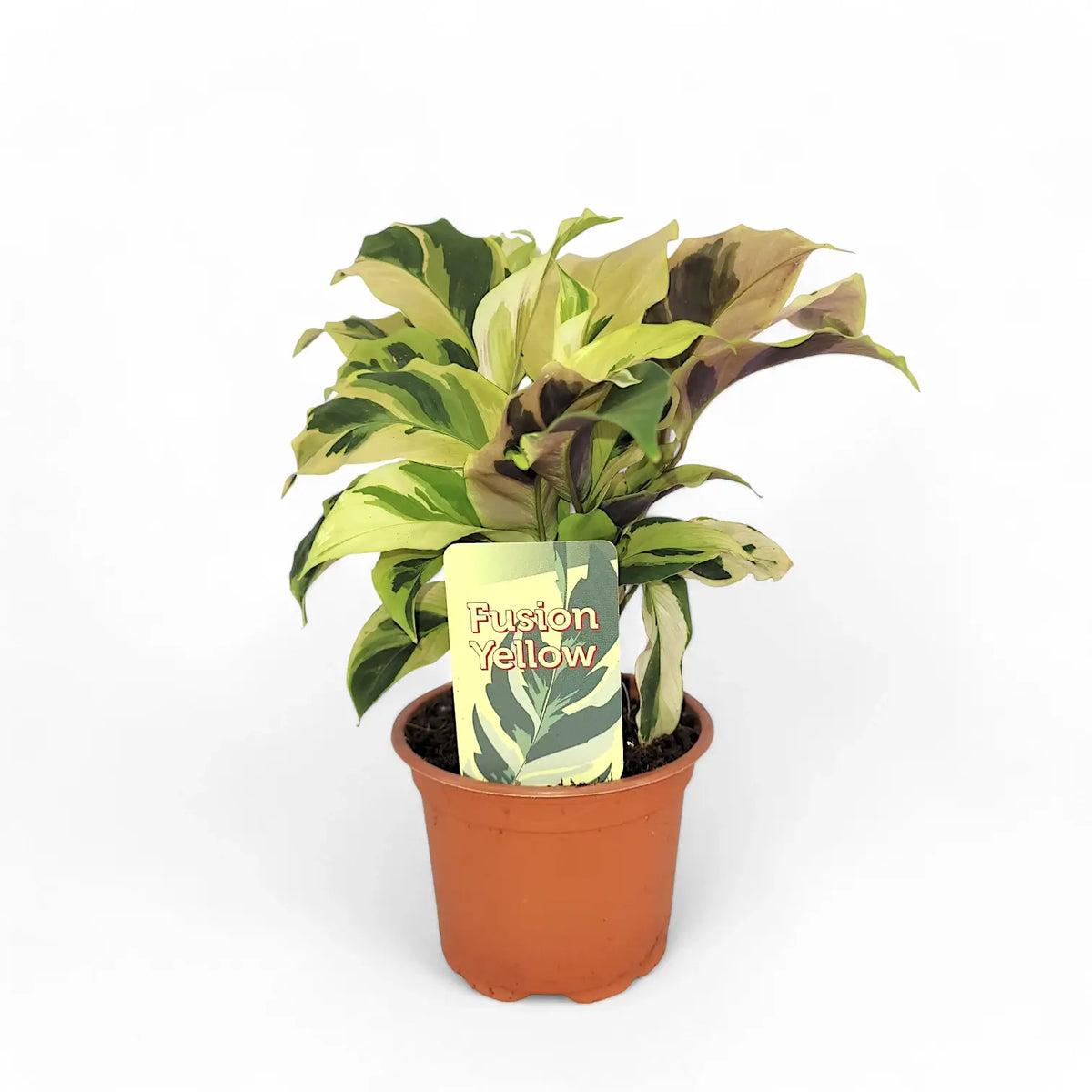 Goeppertia (Calathea) lietzei ‘Yellow Fusion’ ('Yellow Miracle') – Topfpflanze im Kulturtopf vor weißem Hintergrund, Produktfoto 4.