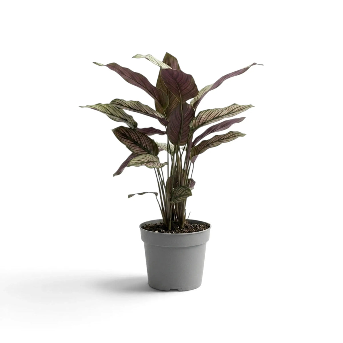 Goeppertia majestica 'White Star' von hinten mit weinroten Blattunterseiten.