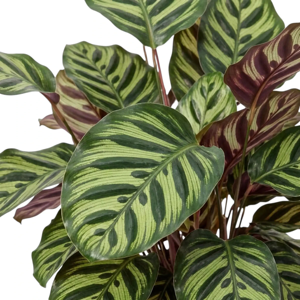 Goeppertia makoyana foliage with dark oval markings and burgundy undersides