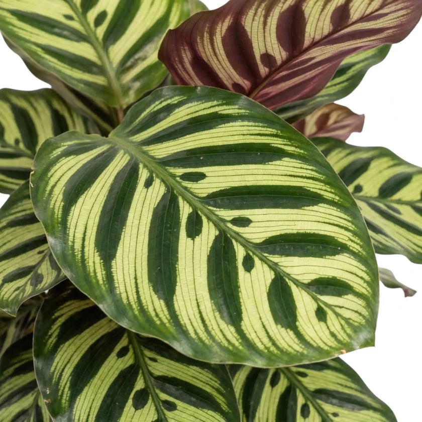 Close-up of a pale green Goeppertia makoyana leaf with dark oval markings