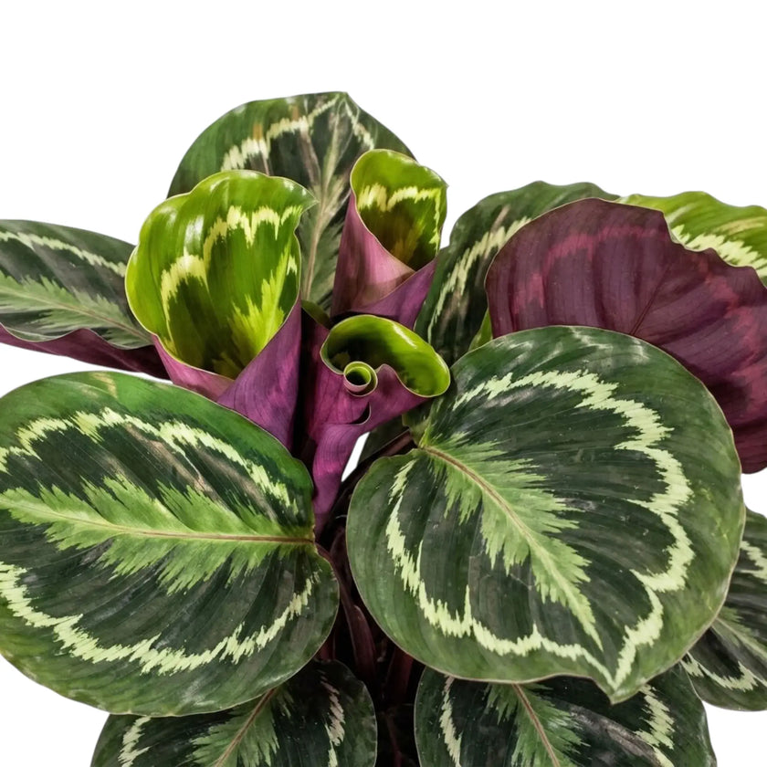 Overlapping Goeppertia 'Medallion' leaves with green ring patterns and purple backs