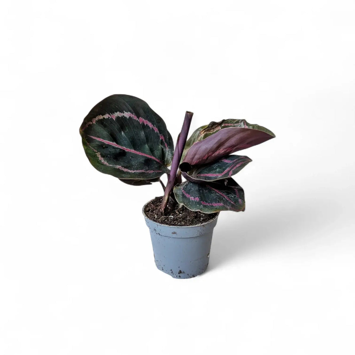 Goeppertia (Calathea) roseopicta 'Dottie' ('Illustrious') plant in a nursery pot against a white background