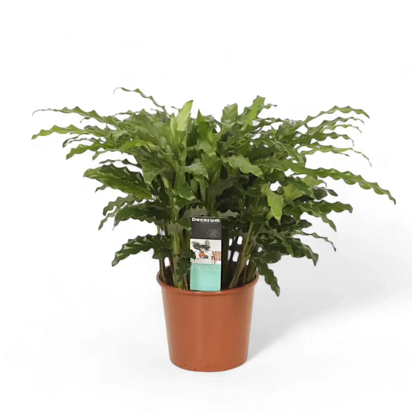 Goeppertia (Calathea) rufibarba 'Blue Grass' Zimmerpflanze im Anzuchttopf vor weißem Hintergrund, Produktfoto 2.