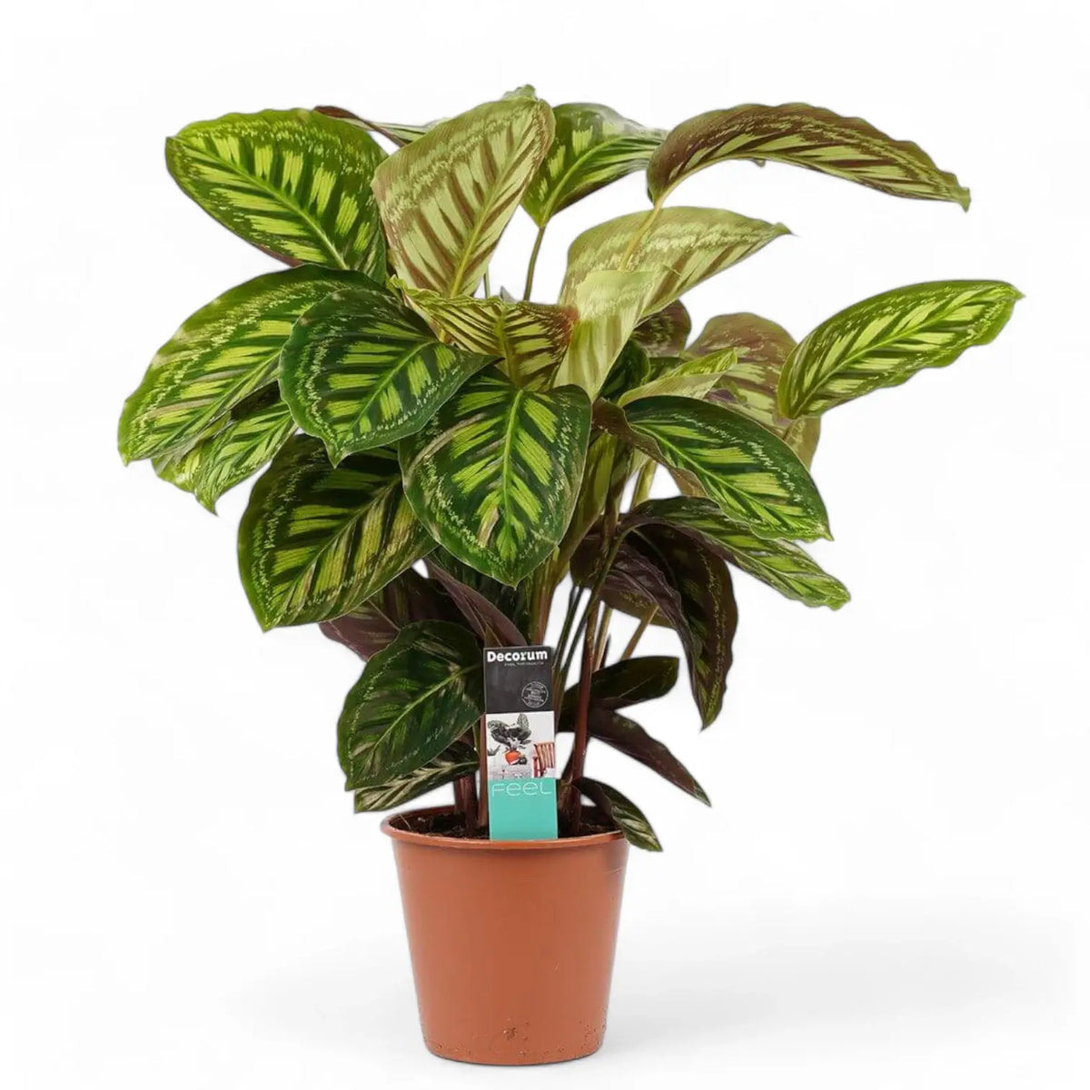 Goeppertia (Calathea) veitchiana 'Flamestar' Zimmerpflanze im Anzuchttopf vor weißem Hintergrund, Produktfoto 4.