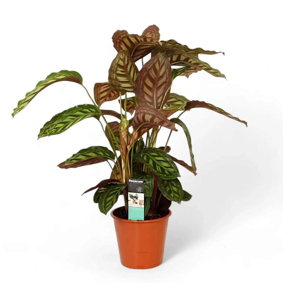 Goeppertia (Calathea) veitchiana 'Flamestar' – Zimmerpflanze im Kulturtopf auf weißem Hintergrund, Produktfoto 4.