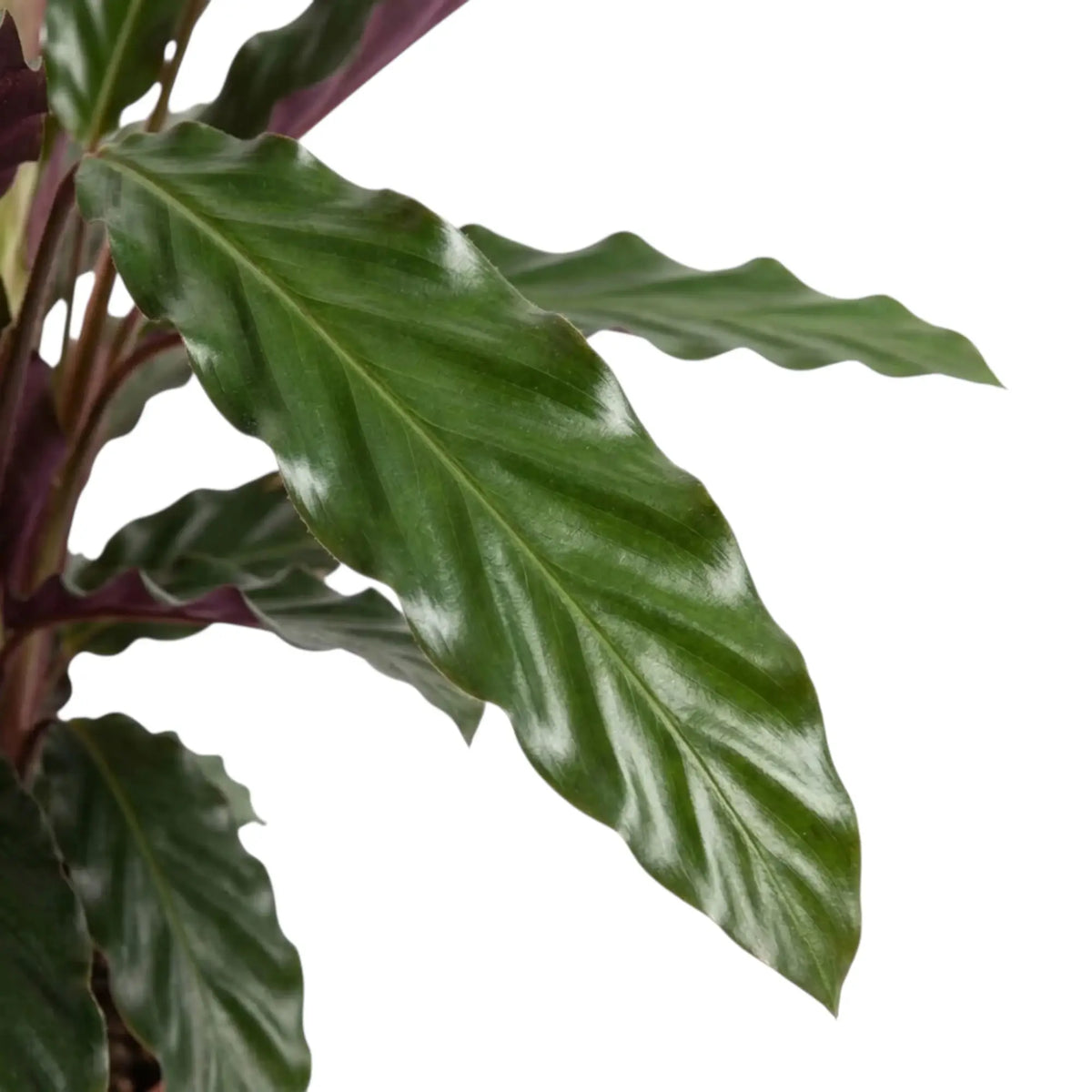 Goeppertia 'Wavestar' leaf with a rippled edge and glossy deep green surface