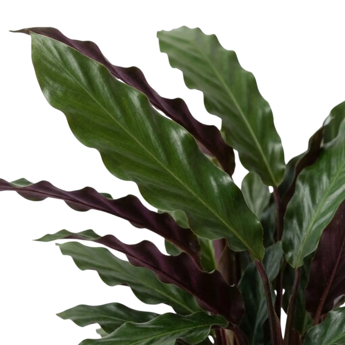 Close-up of wavy Goeppertia 'Wavestar' leaves with green fronts and purple backs