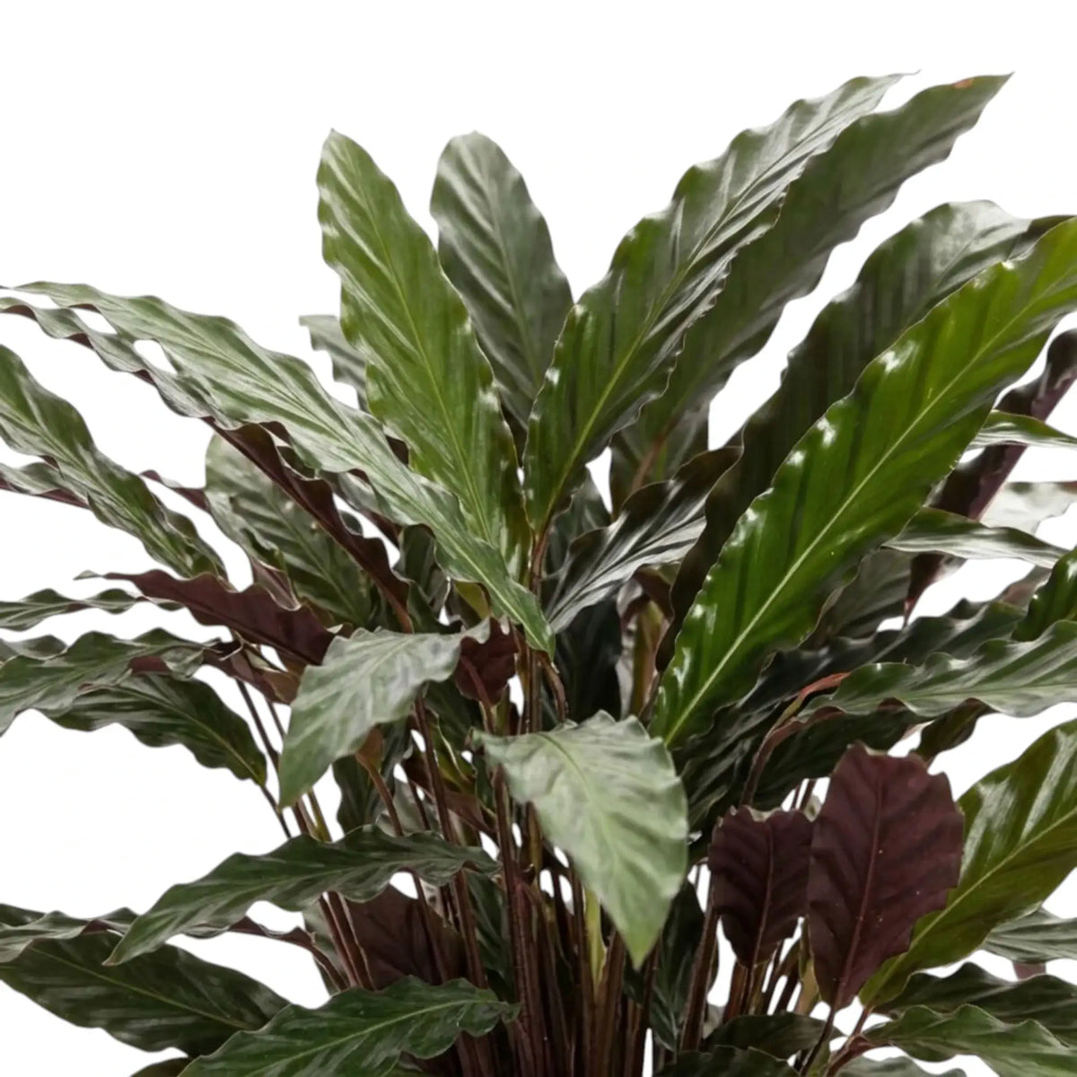Dense Goeppertia 'Wavestar' foliage with long wavy leaves and burgundy undersides