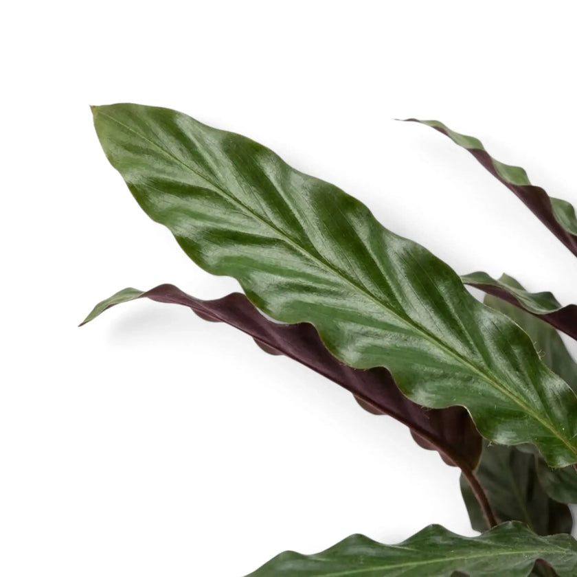 Elongated green Goeppertia 'Wavestar' leaf showing a pronounced rippled margin