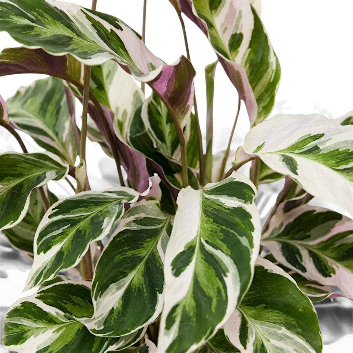 Detailed view of upright Goeppertia ‘White Fusion’ variegated leaves