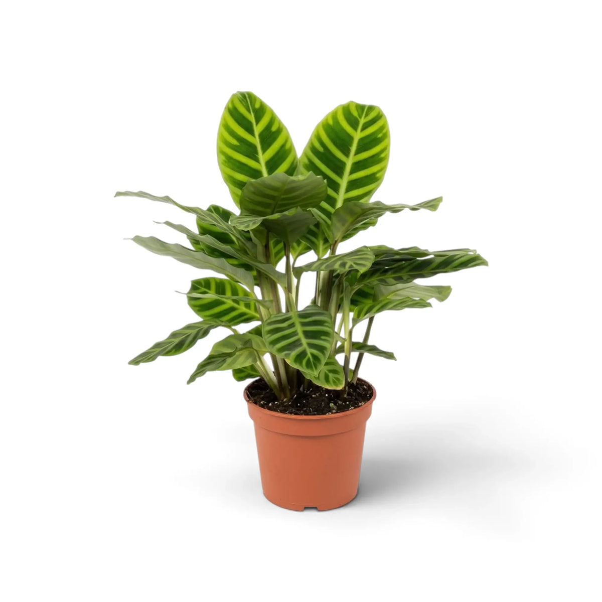 Goeppertia zebrina in an orange nursery pot with a clump of tall green leaves marked by dark zebra bands