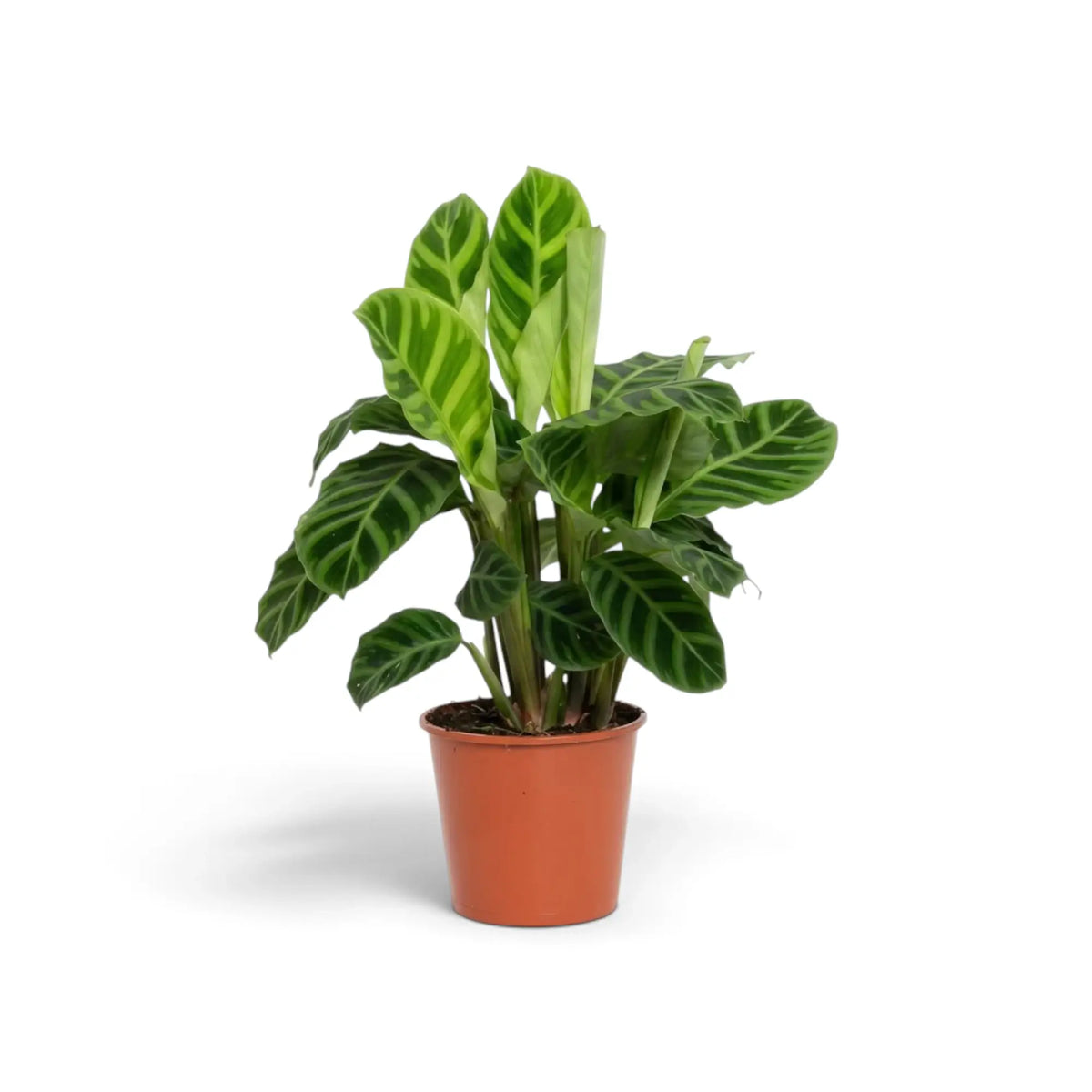 Goeppertia zebrina in an orange nursery pot with upright striped foliage and a pale rolled new leaf