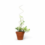 Golden Plant Stakes on white background.