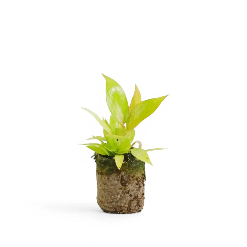 Philodendron 'Calkin's Gold' ('Goldiana', 'Golden spear') potted plant in nursery pot on white background.
