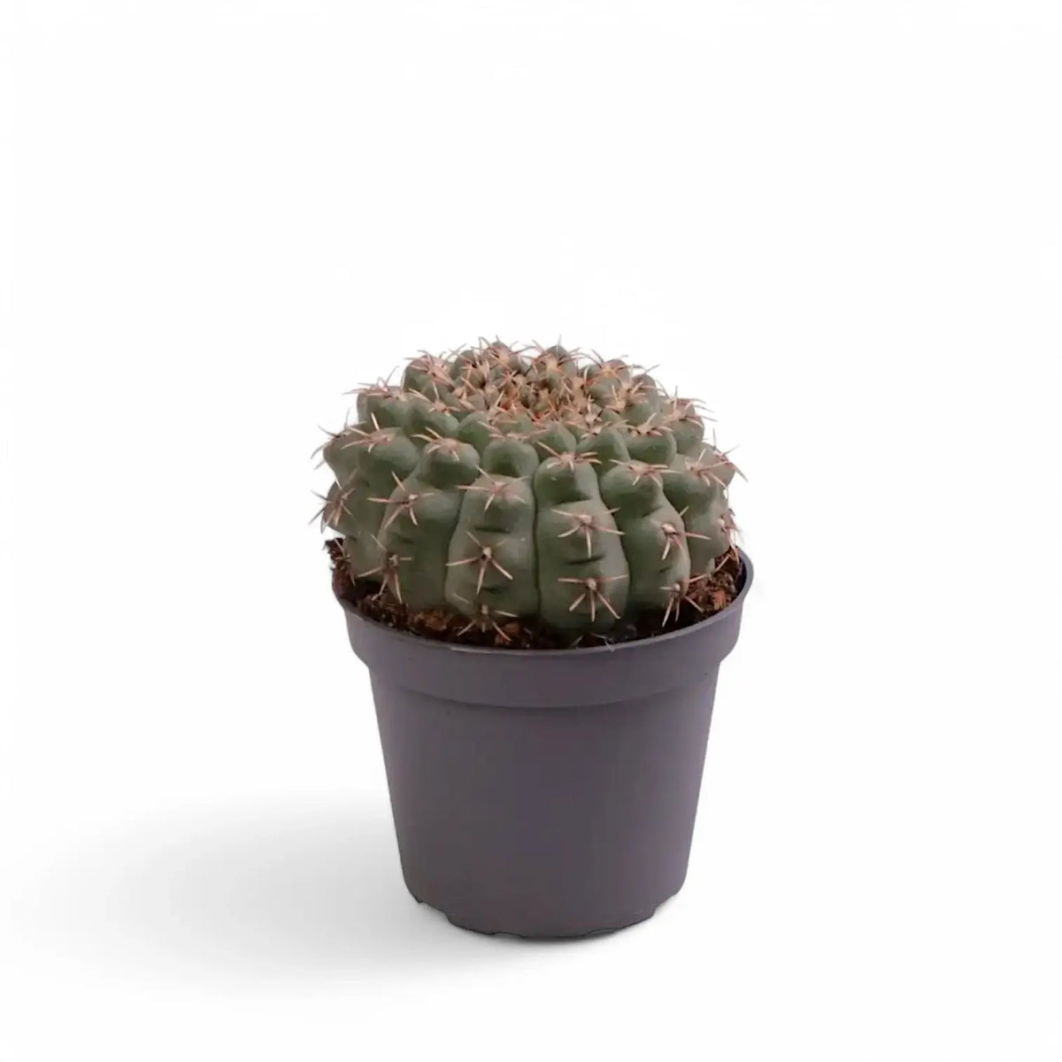 Gymnocalycium baldianum potted plant in nursery pot on white background.