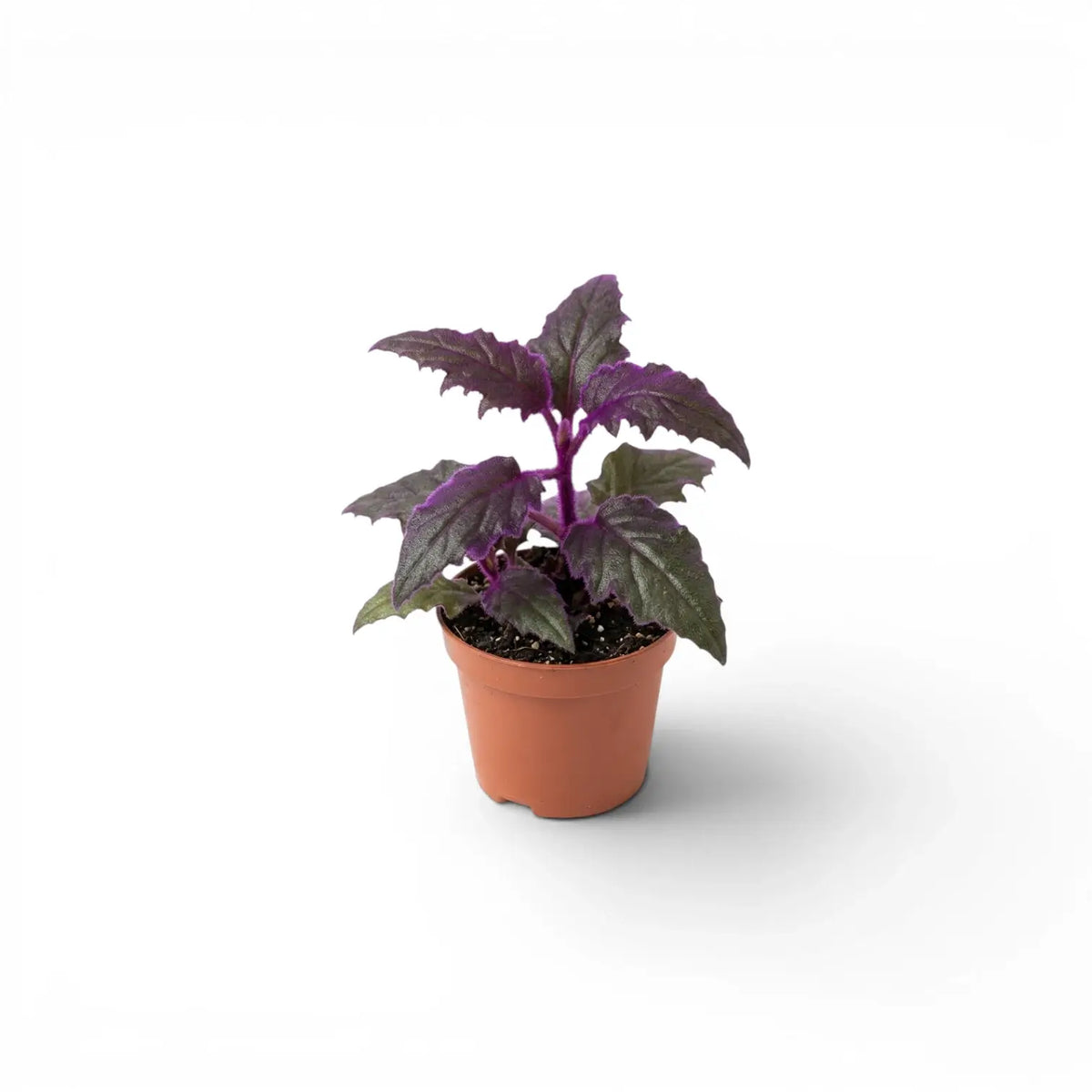 Gynura aurantiaca Baby-Pflanze im Kulturtopf.