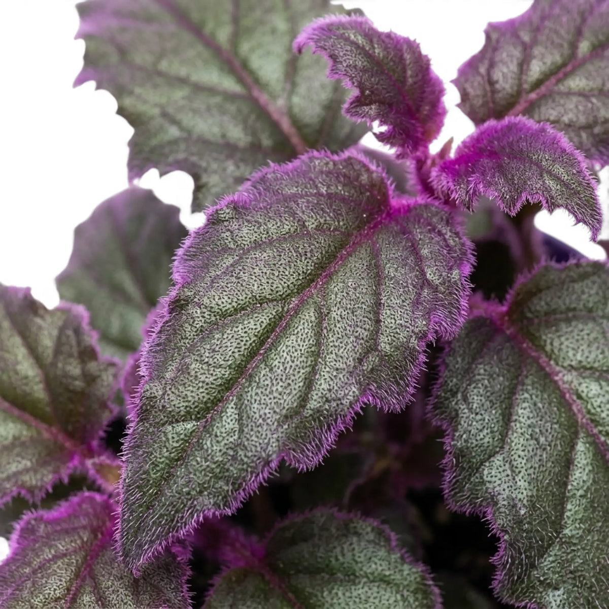 Nahaufnahme der violetten Blätter von Gynura aurantiaca.