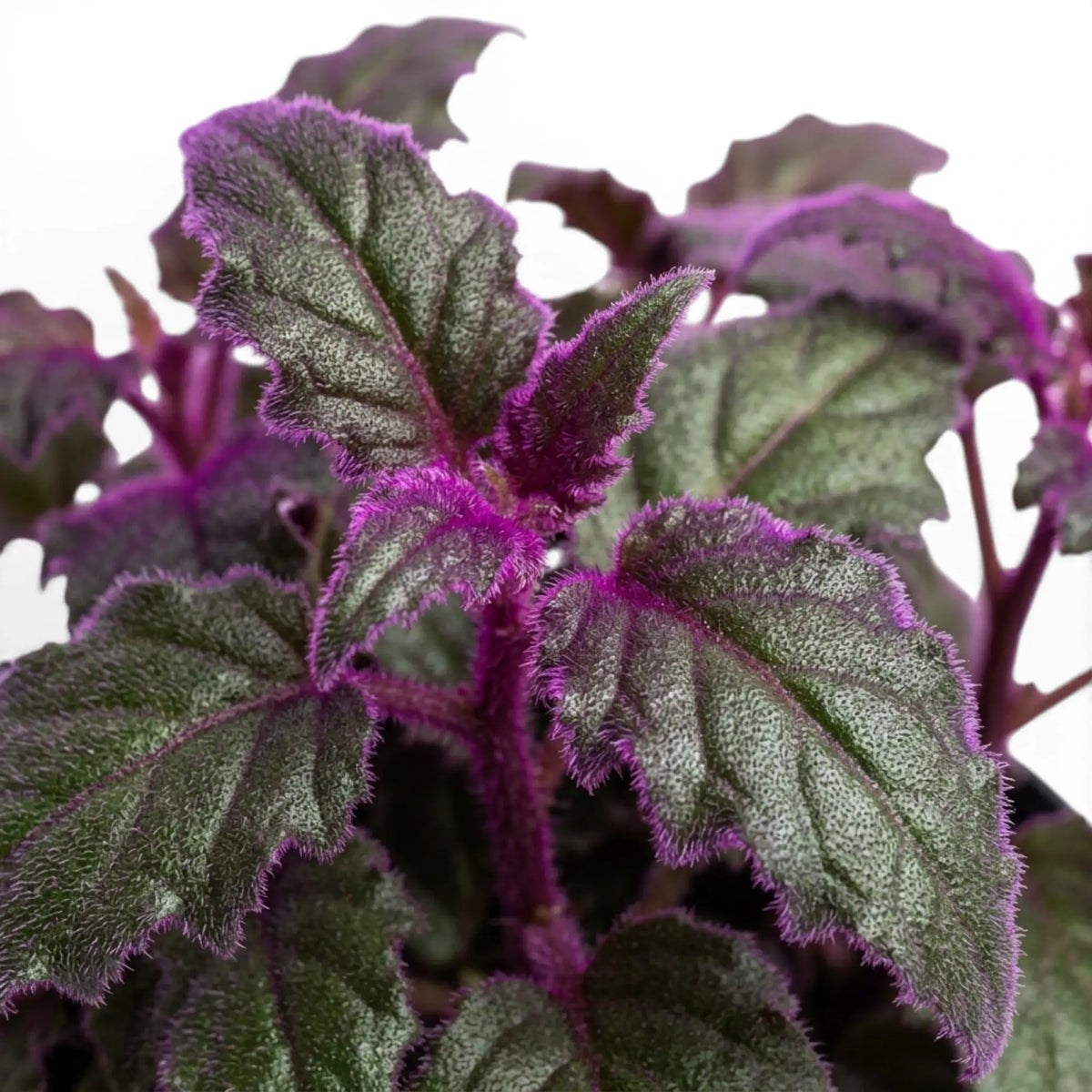 Nahaufnahme der violetten Blätter von Gynura aurantiaca.