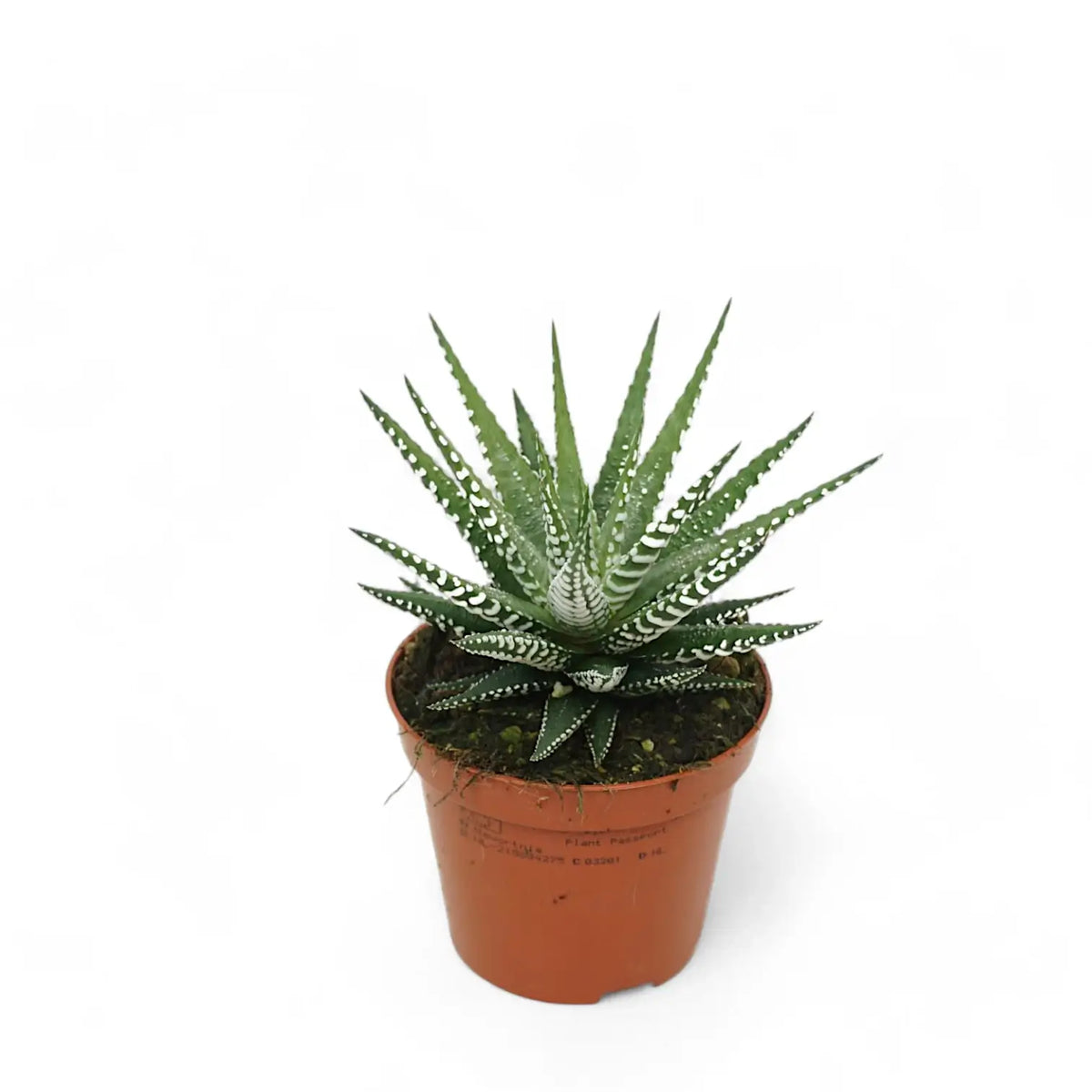 Haworthiopsis fasciata 'Big Band' – Zimmerpflanze im Kulturtopf auf weißem Hintergrund, Produktfoto 4.
