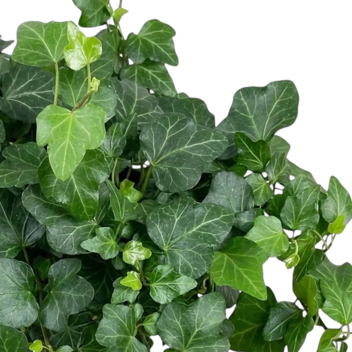 Close-up of dark green, lobed Hedera helix 'Wonder' leaves with pale veins
