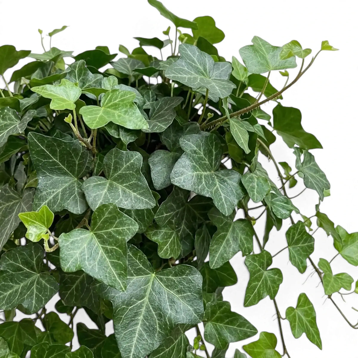Hedera helix 'Wonder' foliage with dark ivy leaves and lighter new growth