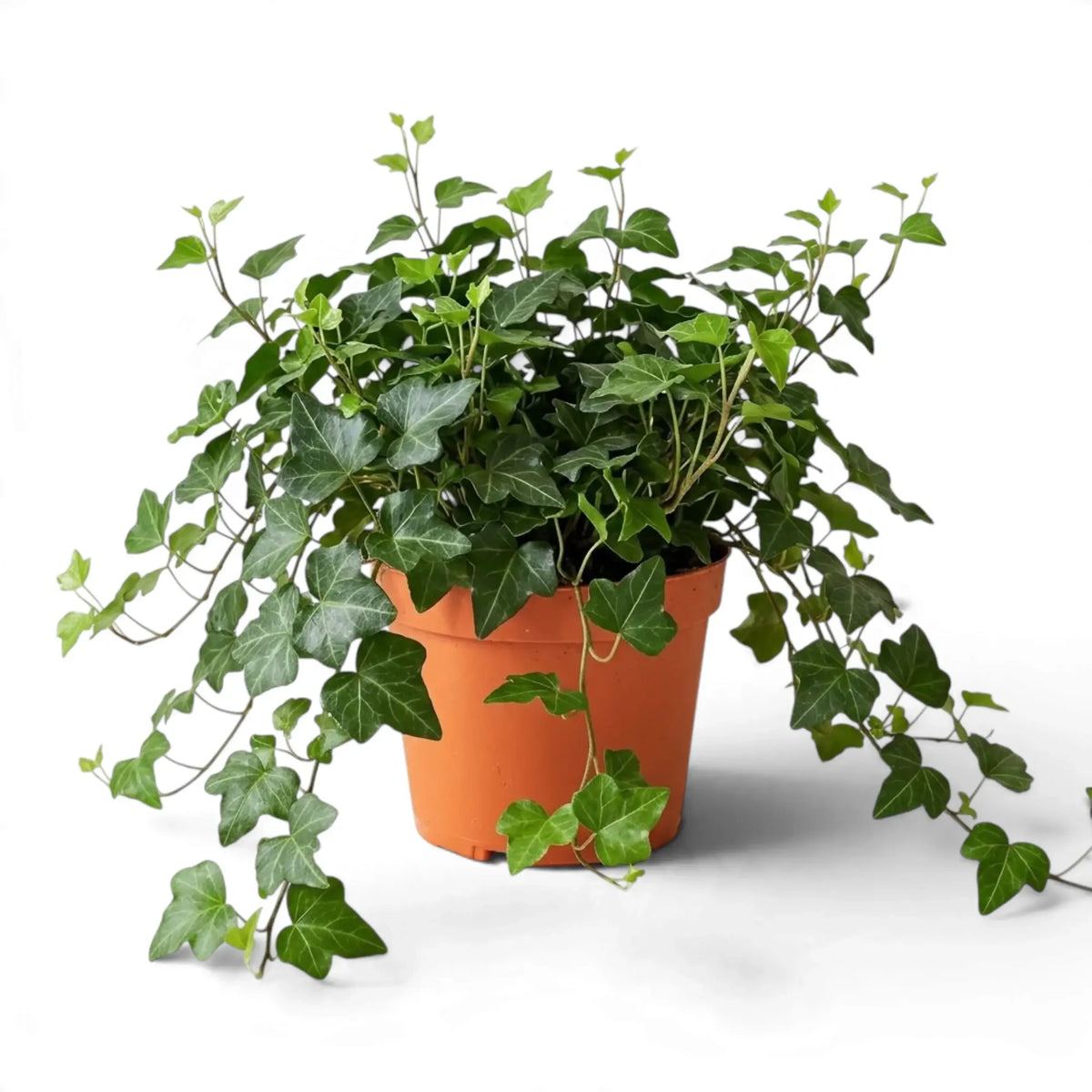 Hedera helix 'Wonder' in an orange pot with long, trailing leafy stems