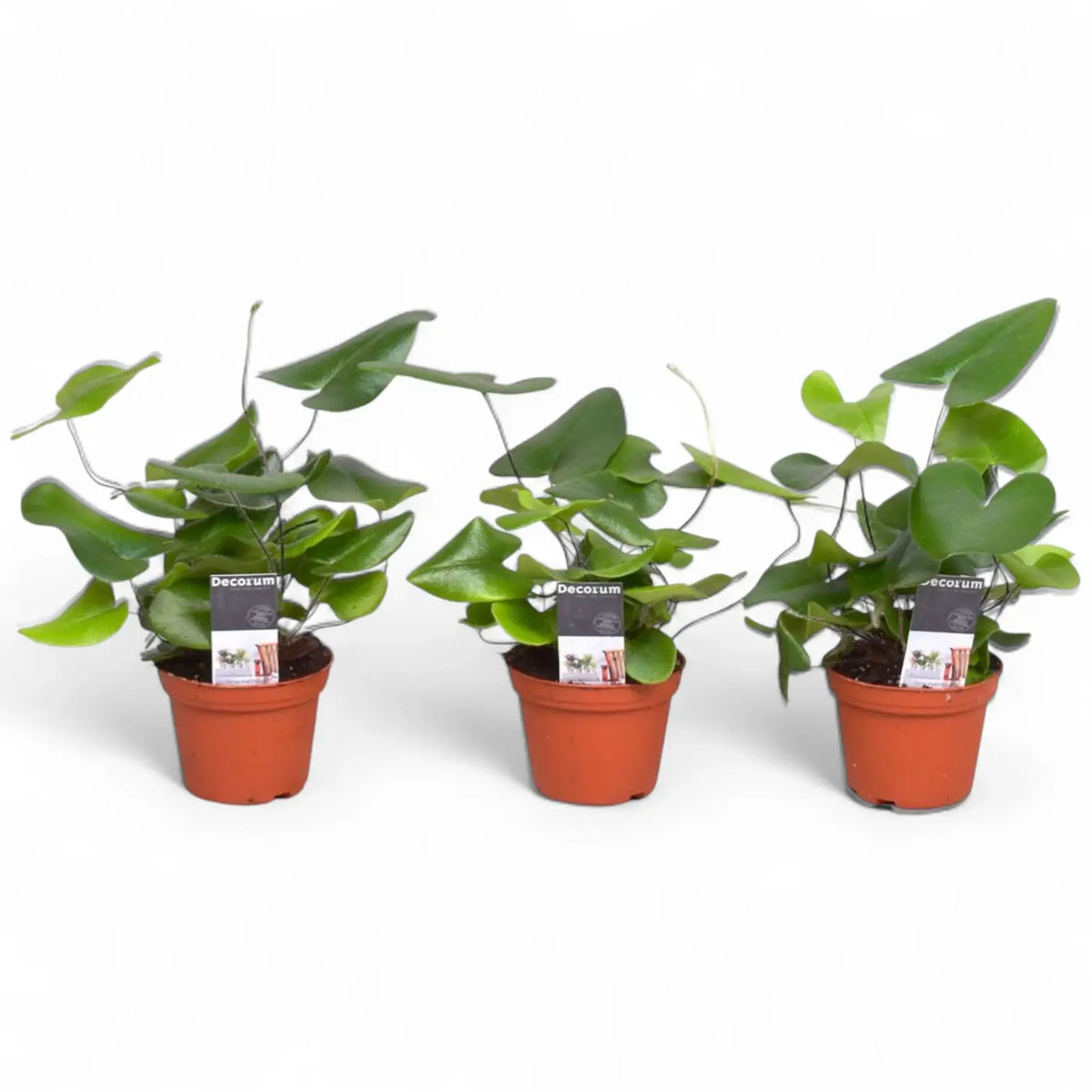 Hemionitis arifolia potted plant in nursery pot on white background.