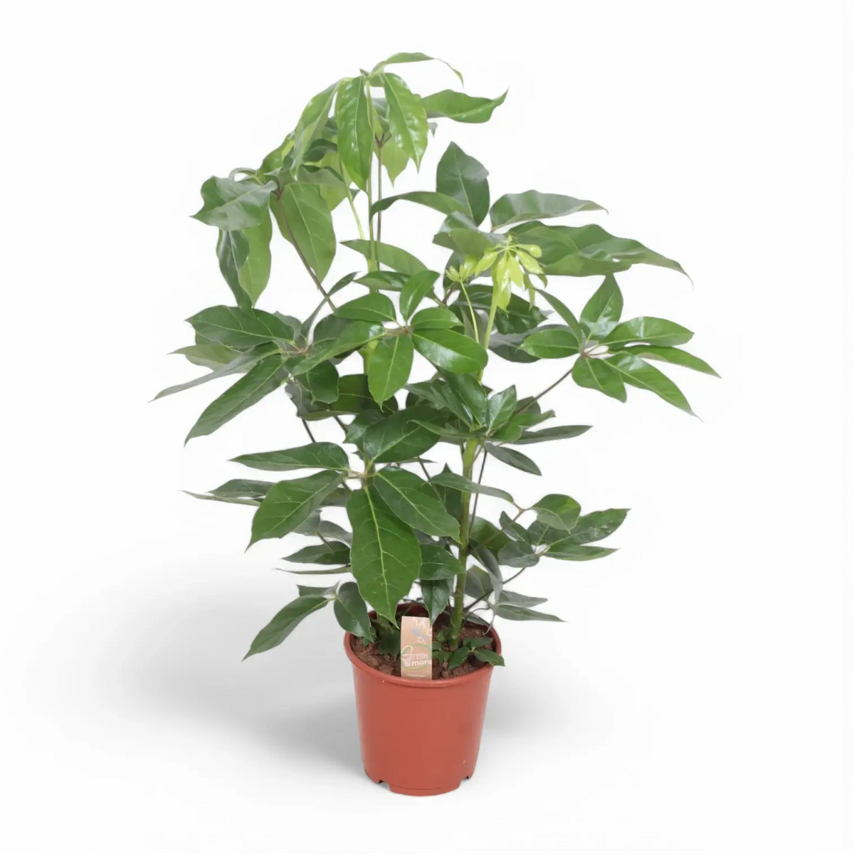 Heptapleurum (Schefflera) actinophyllum 'Amate' potted plant in nursery pot on white background.