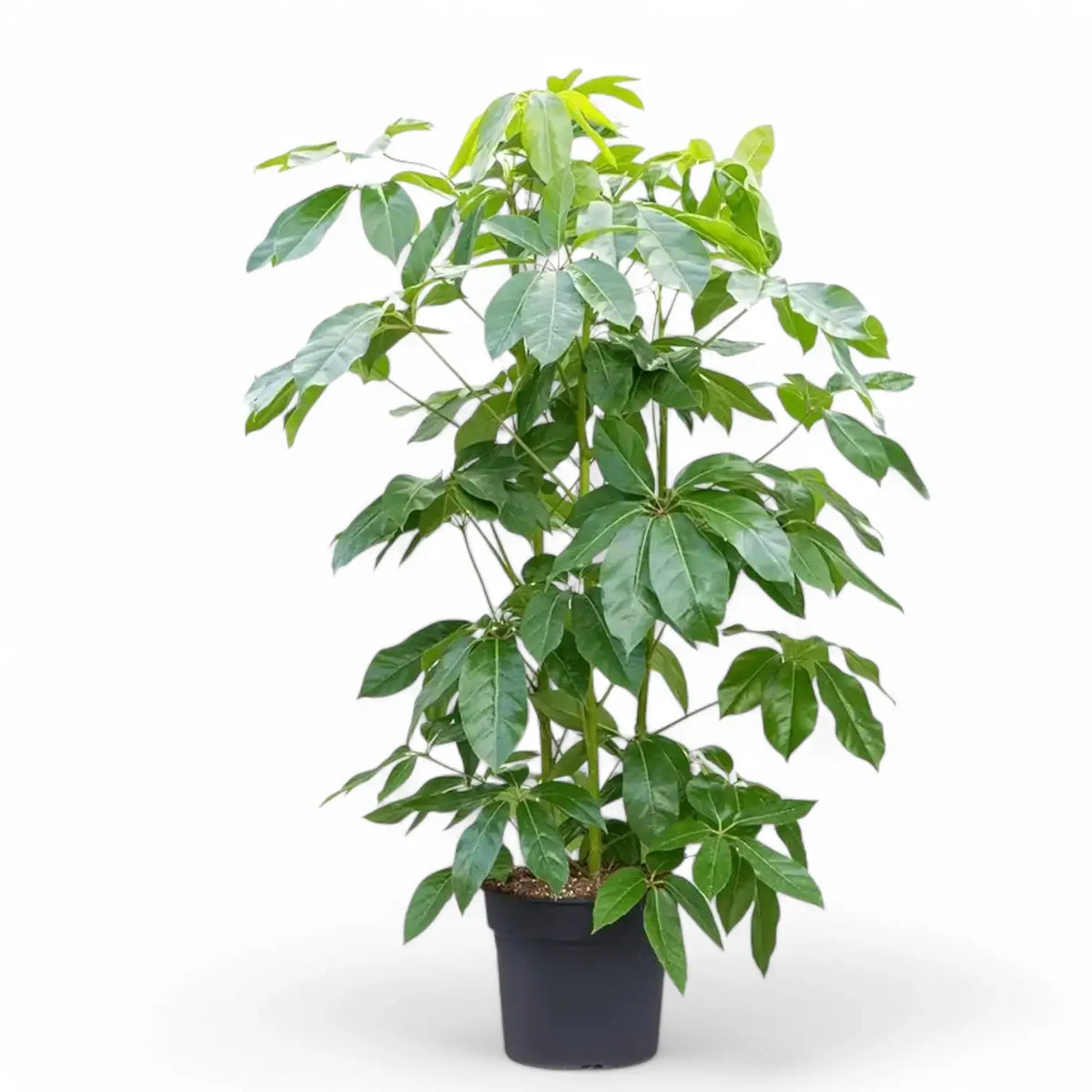 Heptapleurum (Schefflera) actinophyllum 'Amate' potted plant in nursery pot on white background.