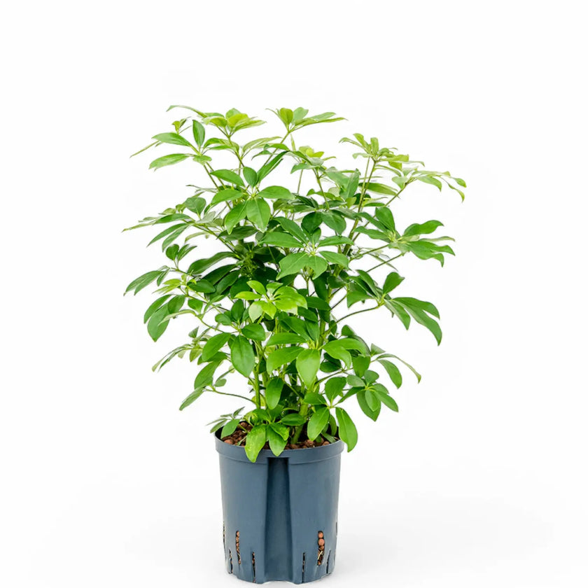 Heptapleurum arboricola 'Compactum' Zimmerpflanze im Anzuchttopf vor weißem Hintergrund, Produktfoto 2.