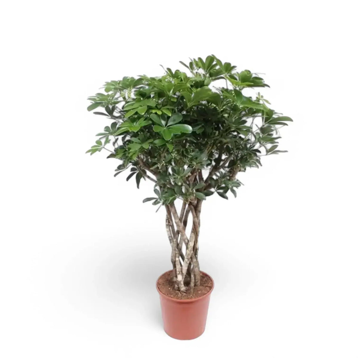 Heptapleurum arboricola 'Compactum' potted plant in nursery pot on white background.