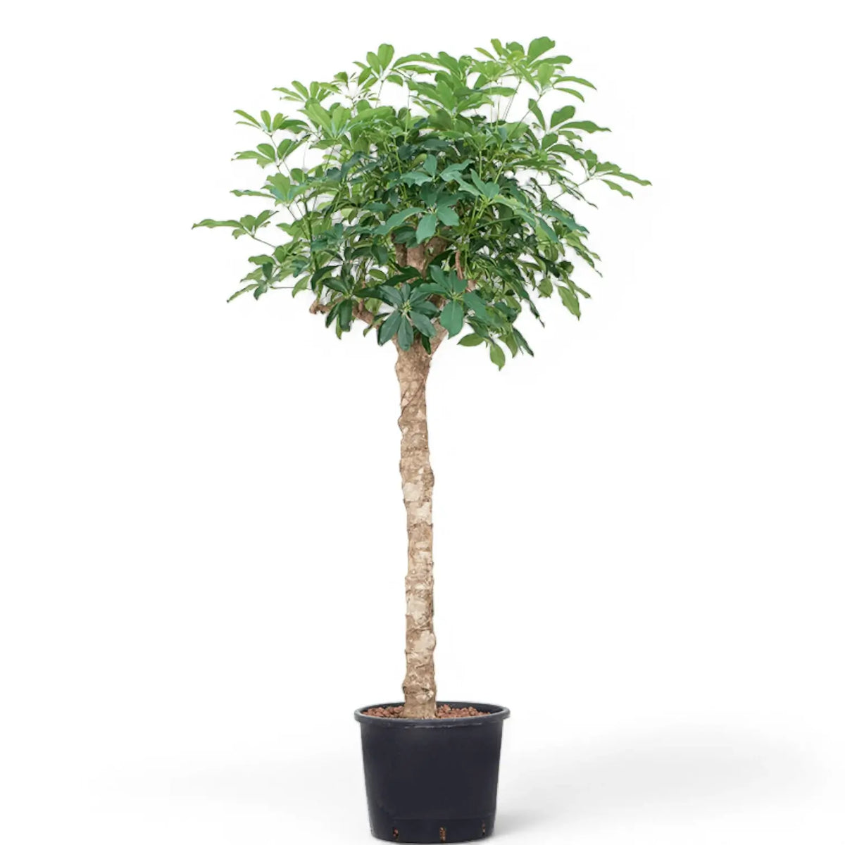 Heptapleurum arboricola 'Compactum' potted plant in nursery pot on white background.
