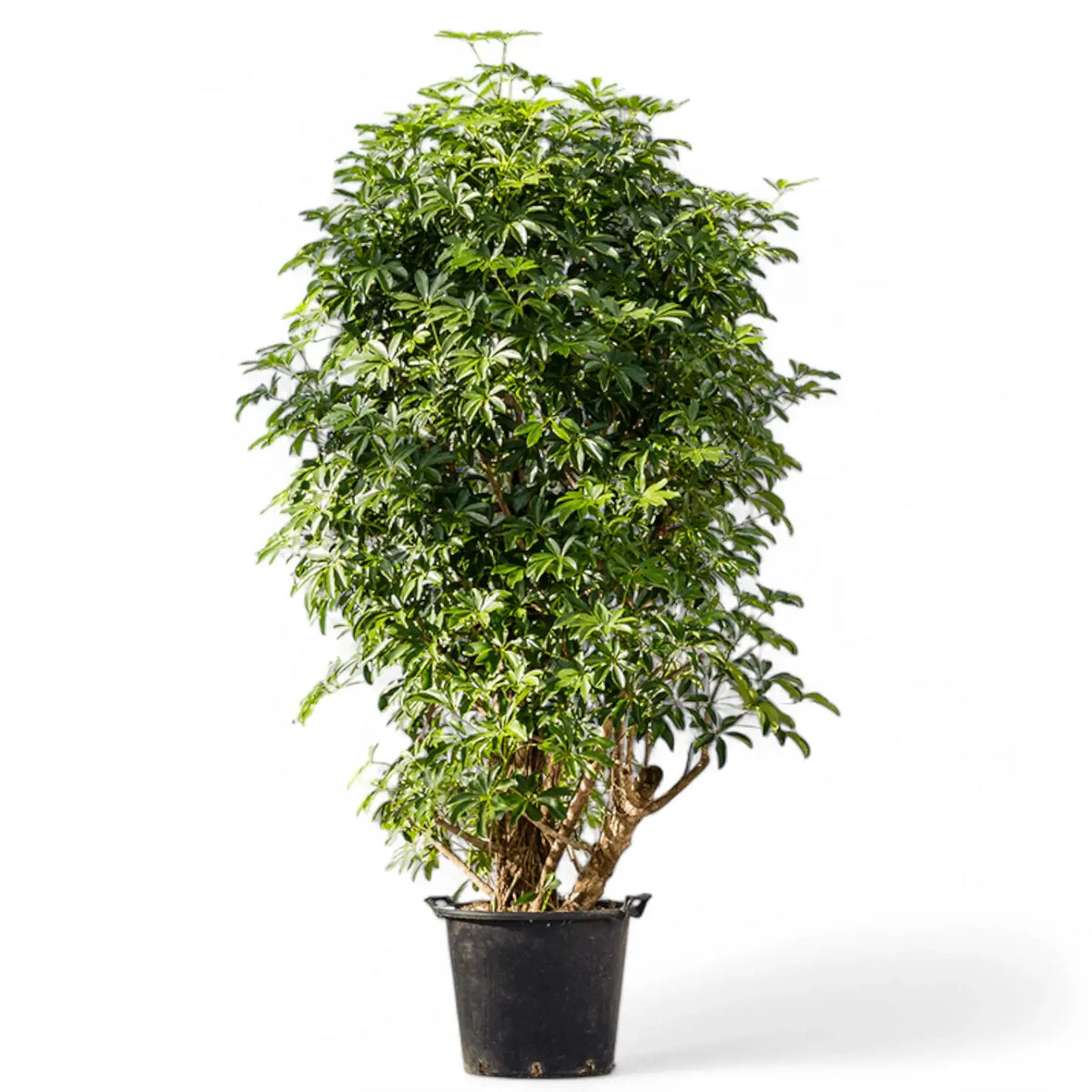 Heptapleurum arboricola 'Compactum' potted plant in nursery pot on white background.