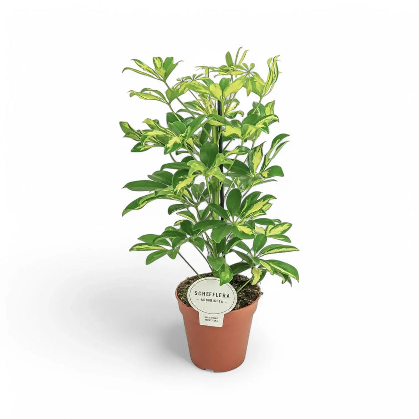 Heptapleurum (Schefflera) arboricola 'Gerda' – Zimmerpflanze im Kulturtopf auf weißem Hintergrund, Produktfoto 2.