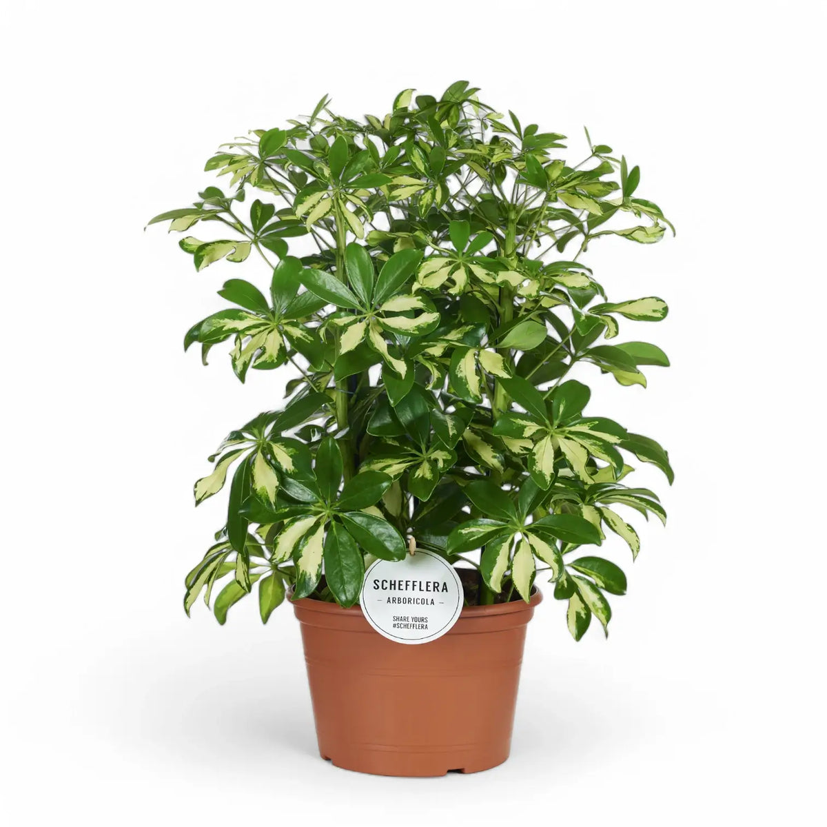 Heptapleurum (Schefflera) arboricola 'Gerda' potted plant in nursery pot on white background.