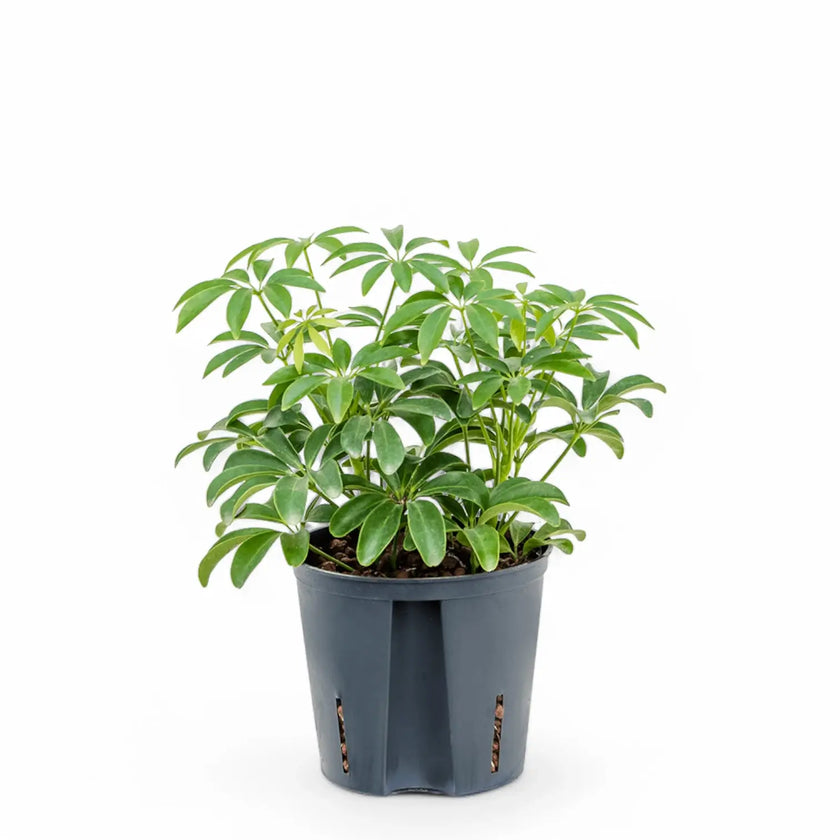 Heptapleurum arboricola 'Luseana' Zimmerpflanze im Anzuchttopf vor weißem Hintergrund, Produktfoto 2.