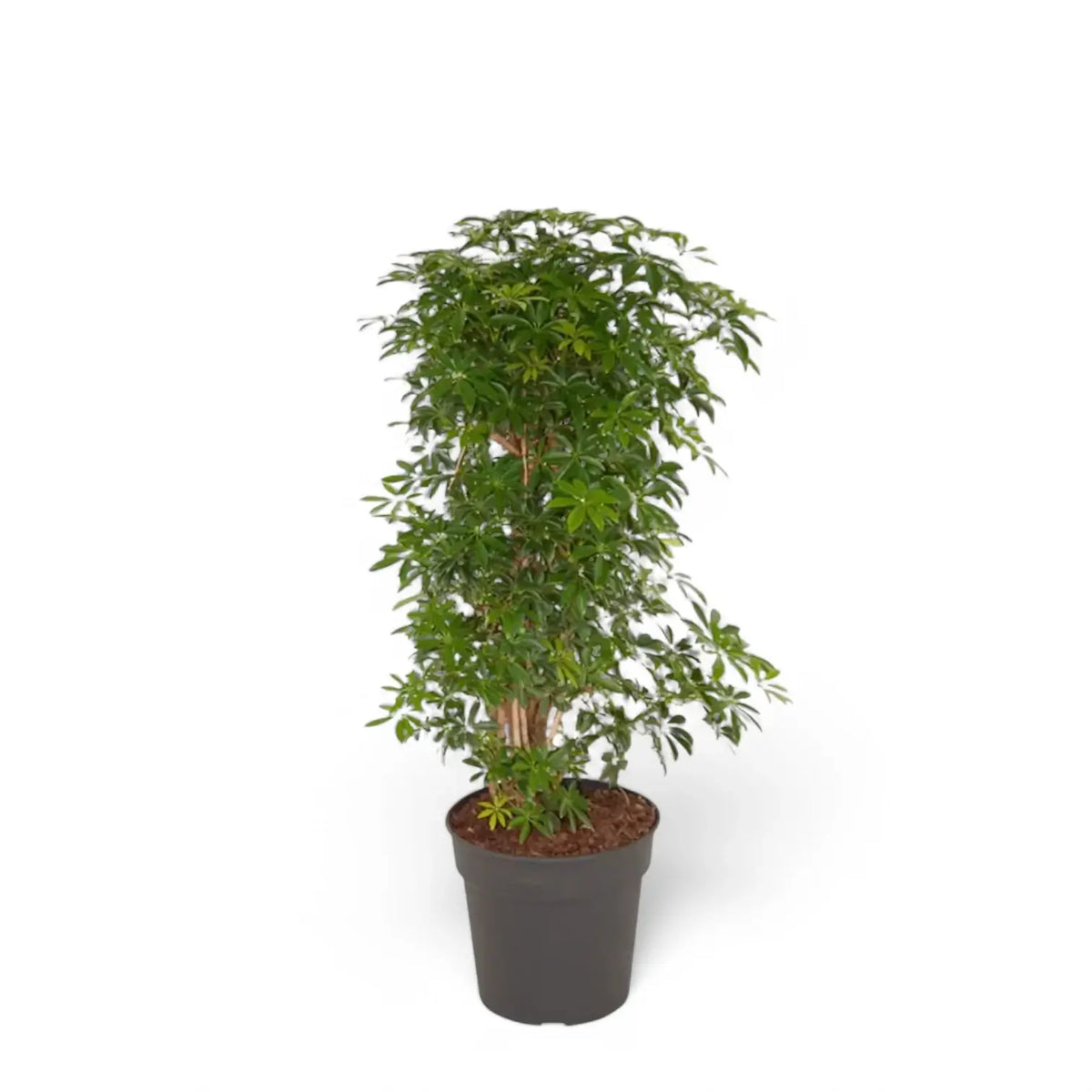 Heptapleurum arboricola 'Luseana' potted plant in nursery pot on white background.