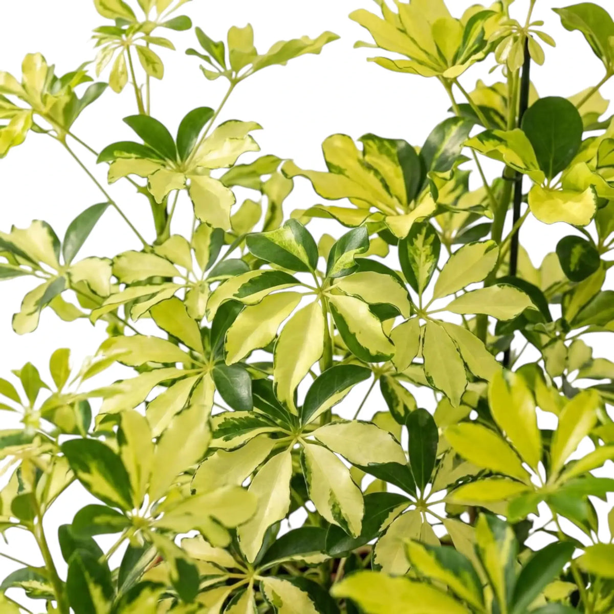 Close-up of 'Charlotte' umbrella plant leaves with irregular cream-and-green variegation